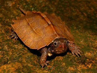 Vietnamese Wood Turtle - Image 2