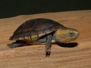 White Lipped Mud Turtle - Image 3