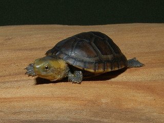 White Lipped Mud Turtle - Image 2