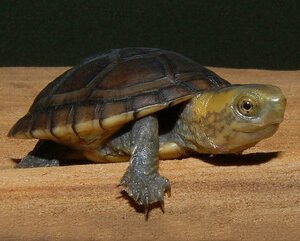 White Lipped Mud Turtle