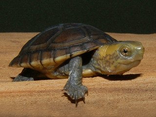 White Lipped Mud Turtle