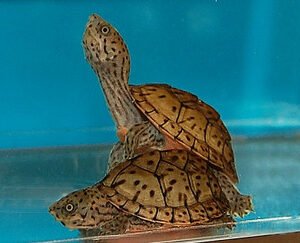 Razorback Musk Turtle
