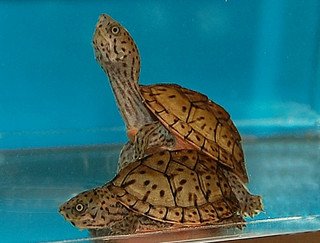 Razorback Musk Turtle
