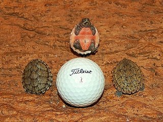 Razorback Musk Turtle - Image 2