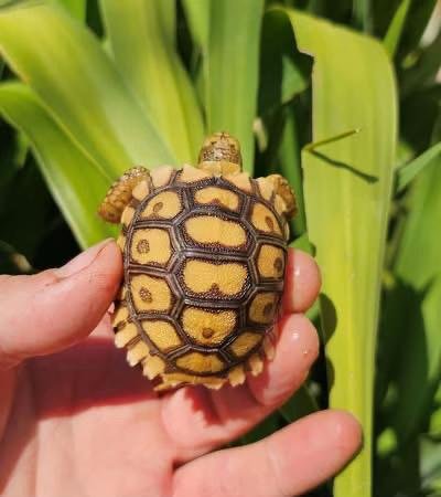 Baby Leopard Tortoise - Image 4