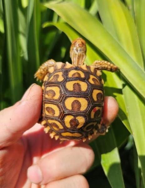 Baby Leopard Tortoise - Image 2