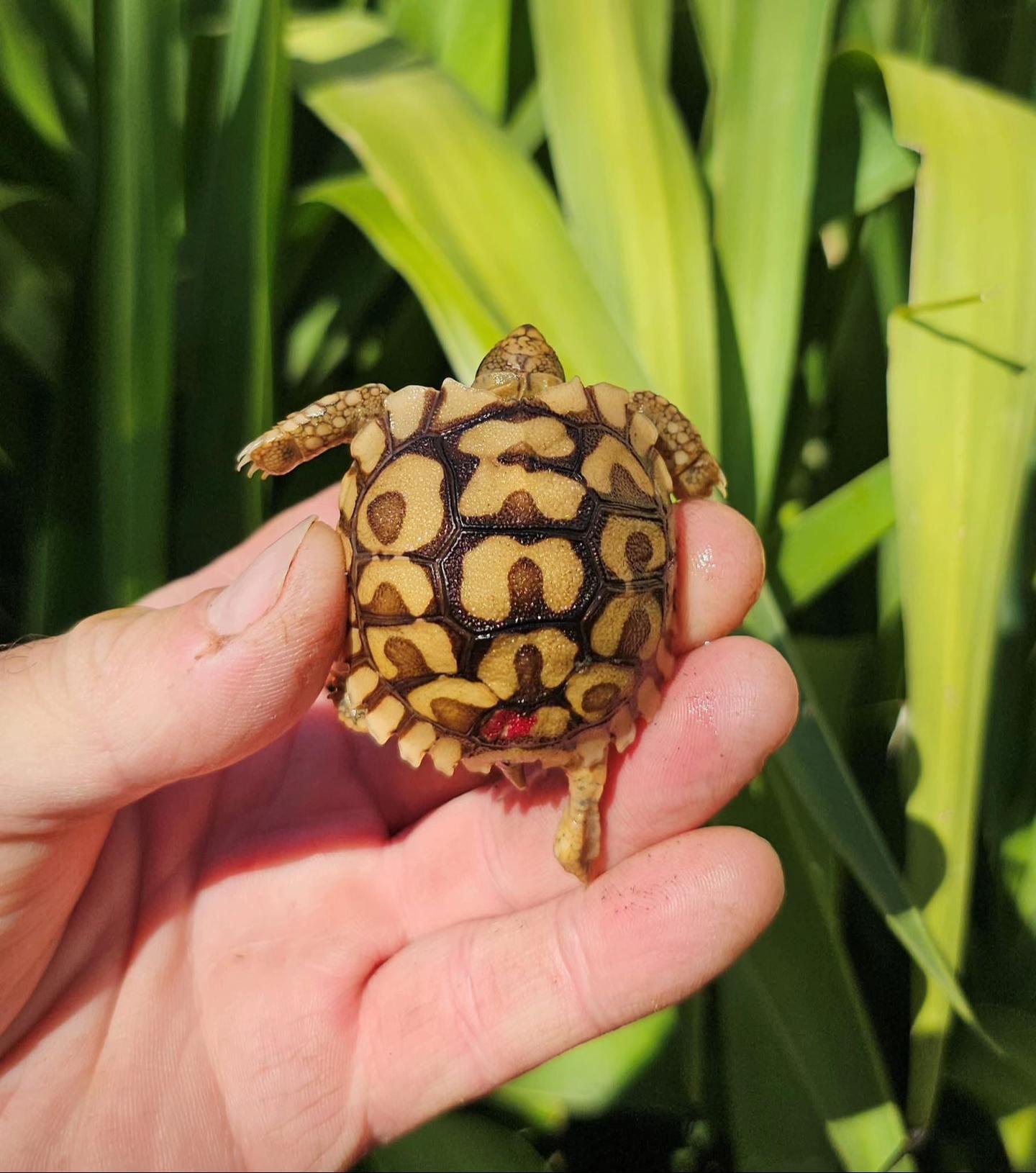 Baby Leopard Tortoise - Image 3