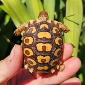 Baby Leopard Tortoise