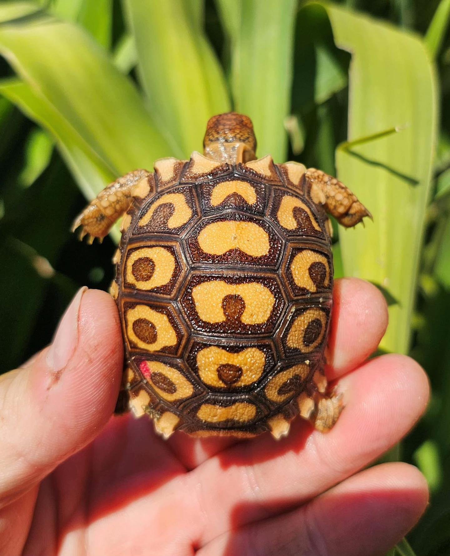 Baby Leopard Tortoise