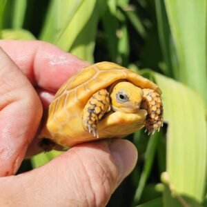 Baby Red-Footed Tortoise