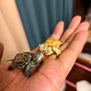 Baby Aquatic Turtles