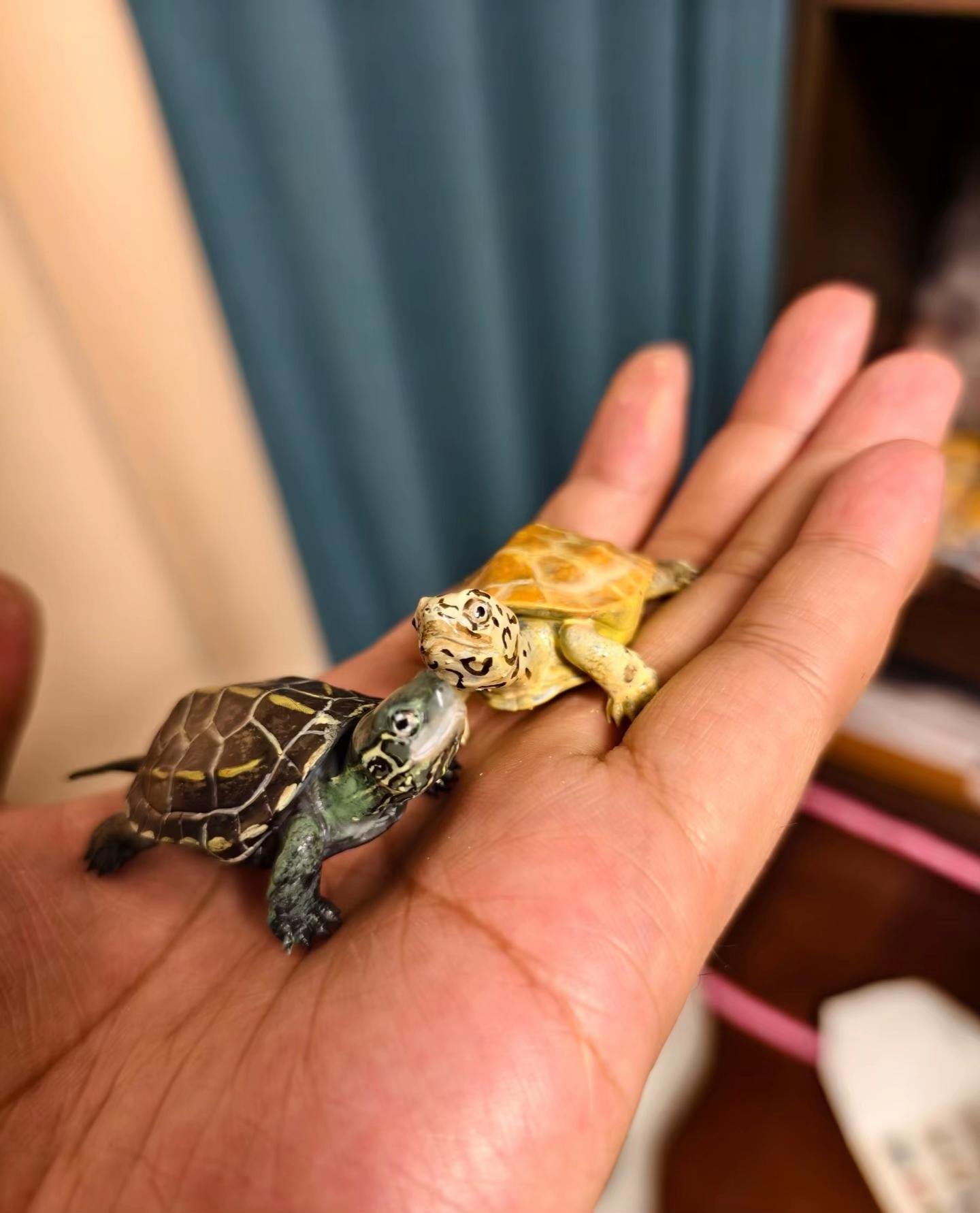 Baby Aquatic Turtles