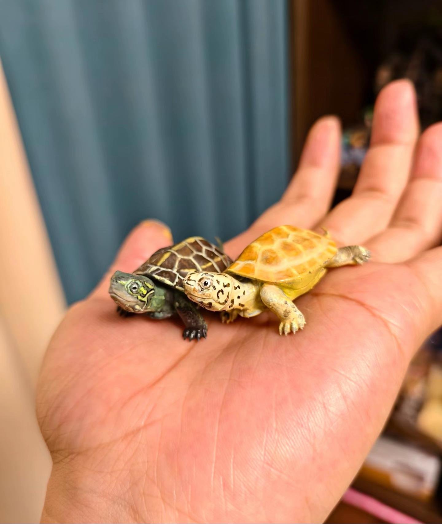 Baby Aquatic Turtles - Image 5