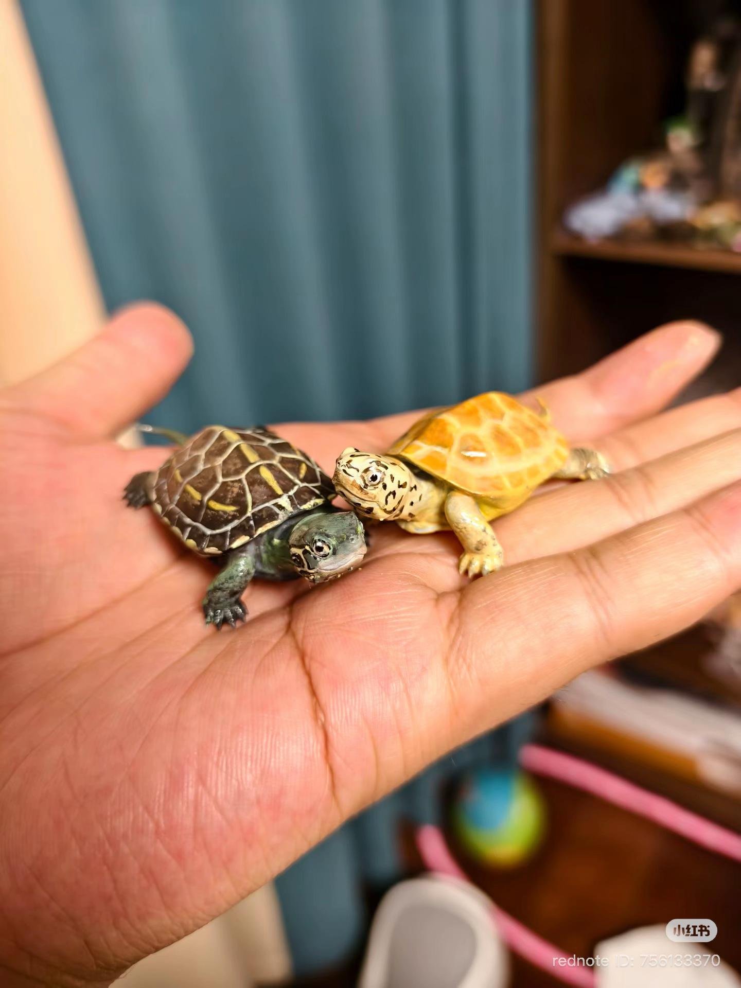 Baby Aquatic Turtles - Image 4