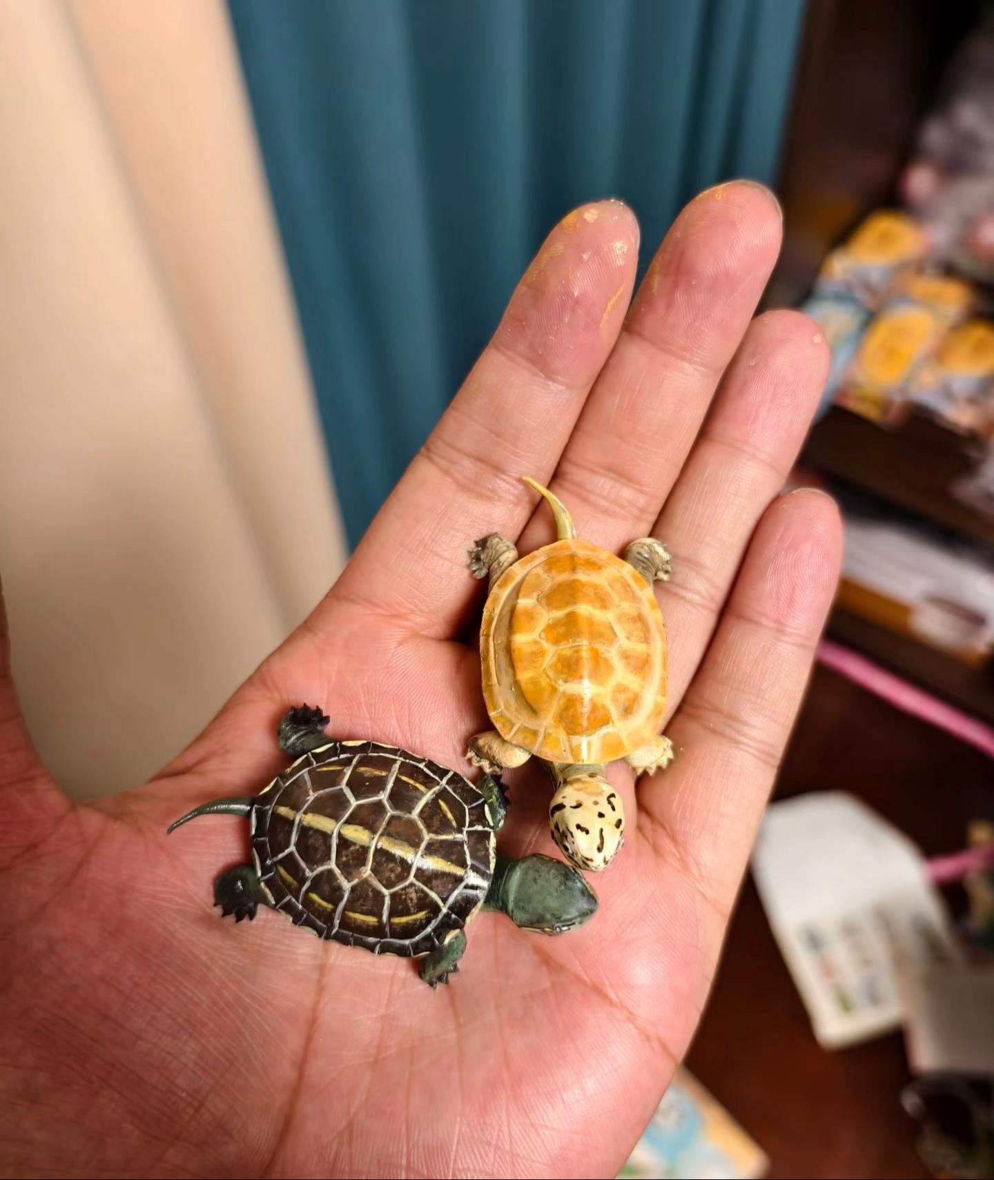Baby Aquatic Turtles - Image 3