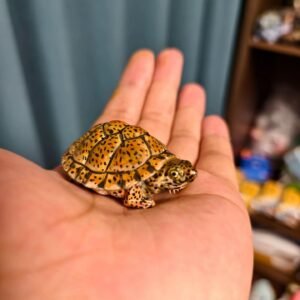Baby Diamondback Terrapin