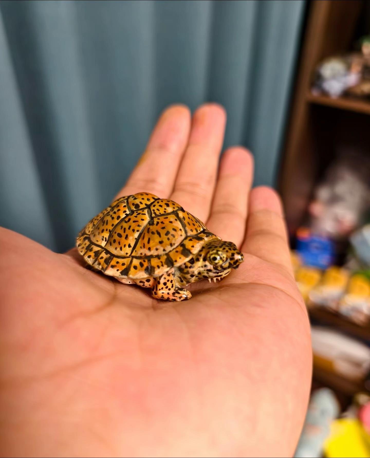 Baby Diamondback Terrapin