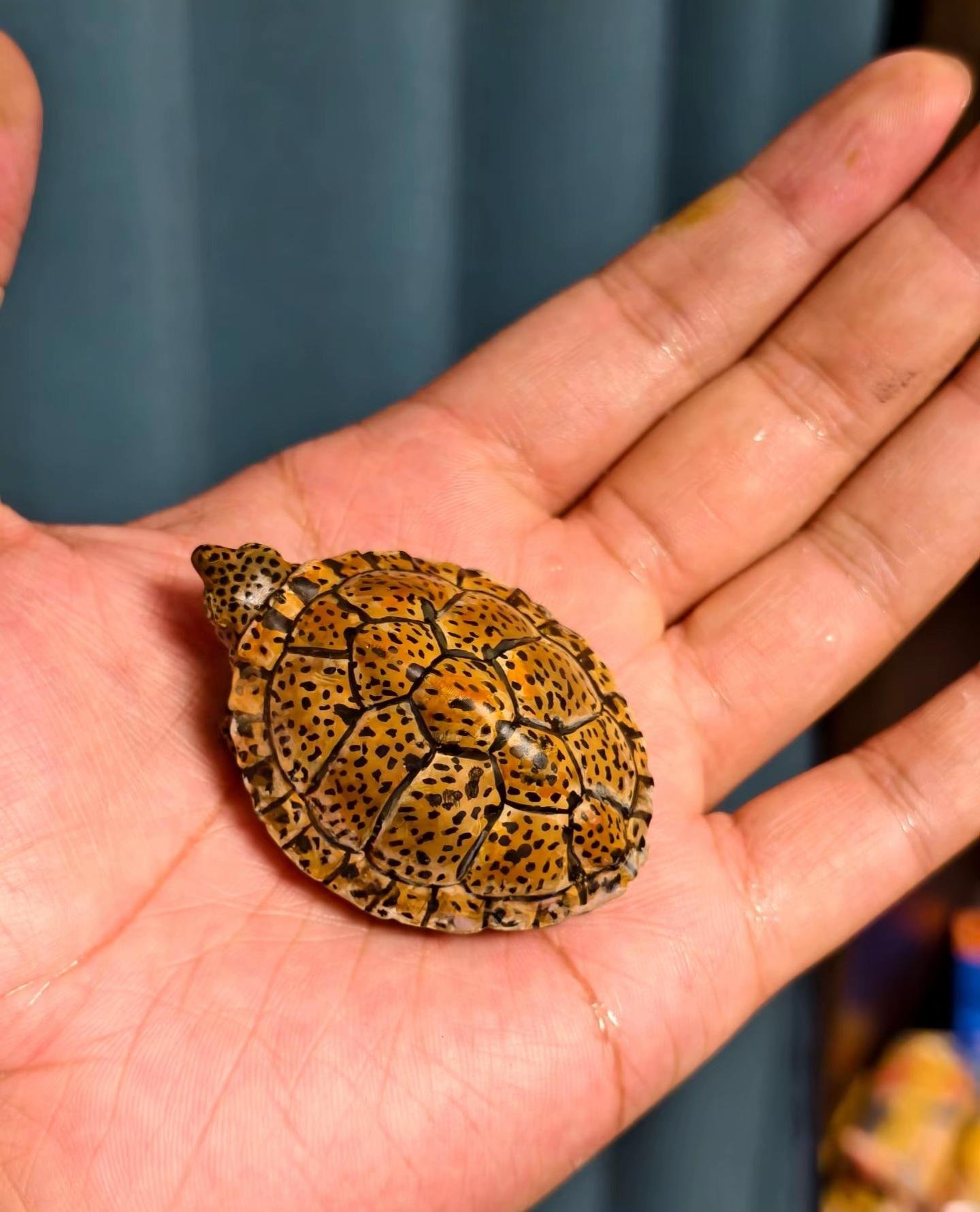 Baby Diamondback Terrapin - Image 2
