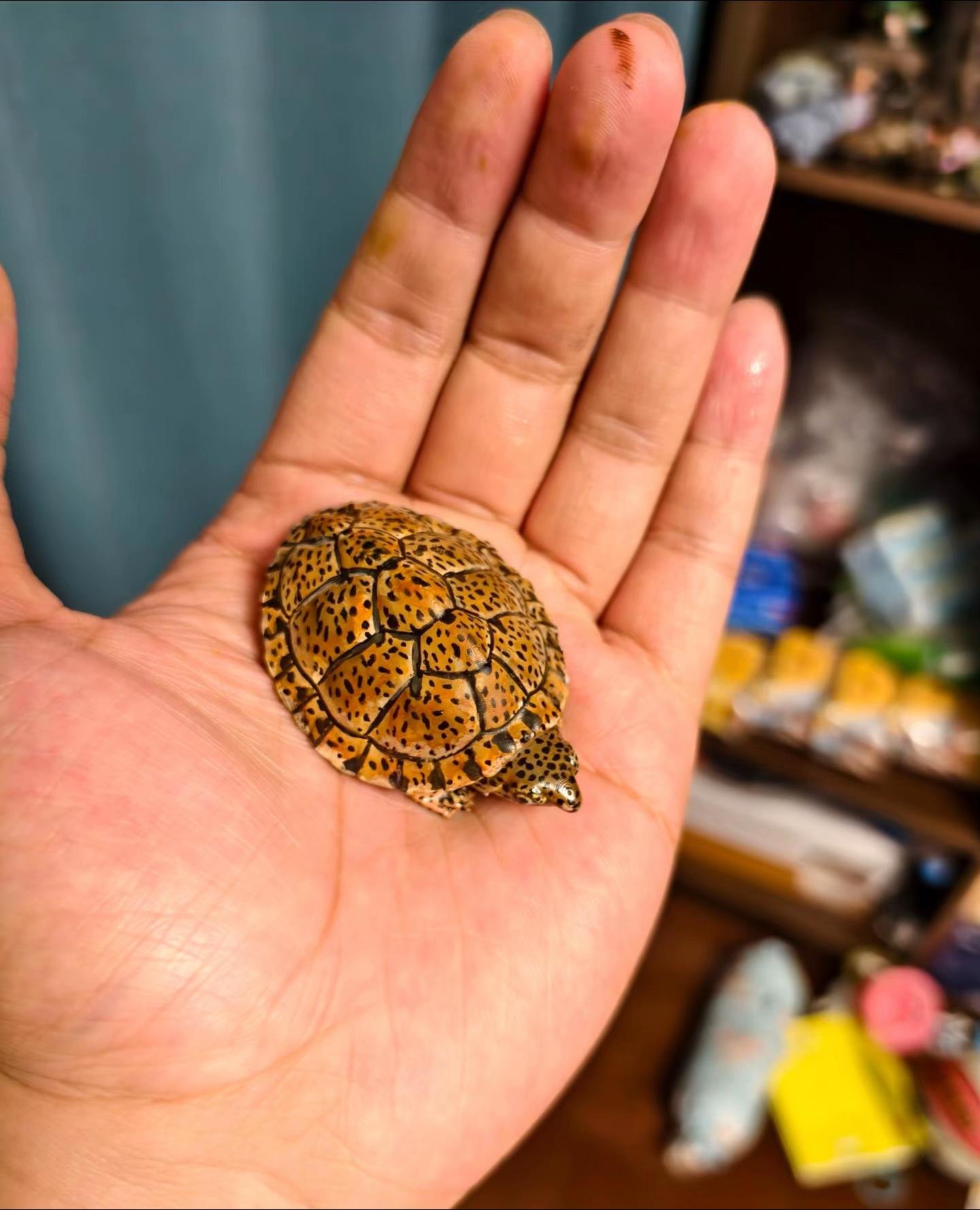Baby Diamondback Terrapin - Image 3