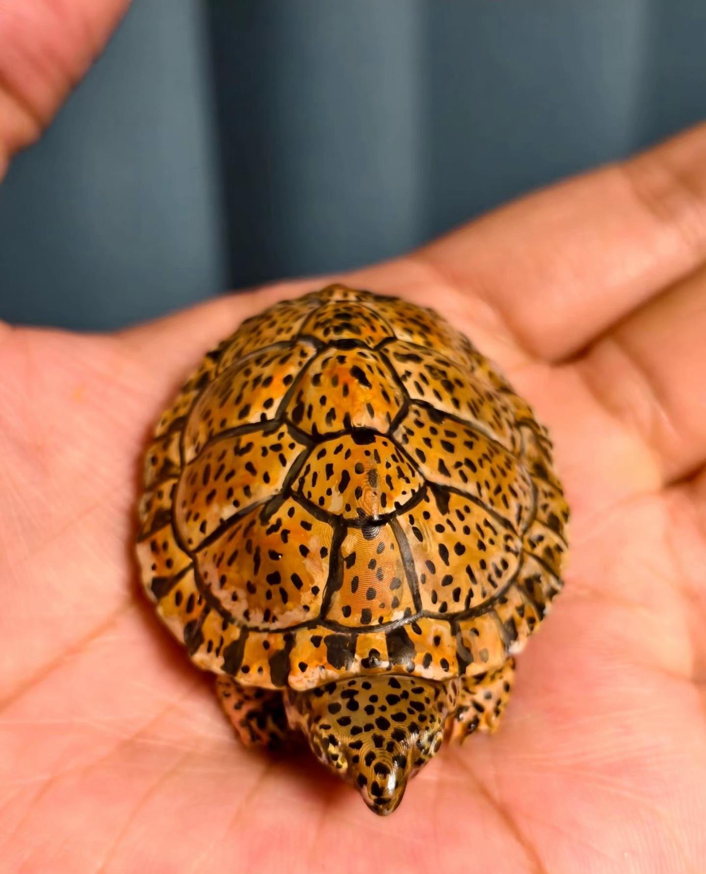 Baby Diamondback Terrapin - Image 4