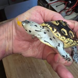 Leopard Tortoise