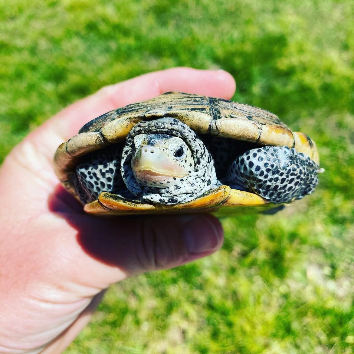 Diamondback Terrapin - Image 4