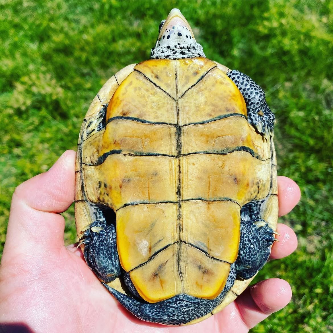 Diamondback Terrapin - Image 3