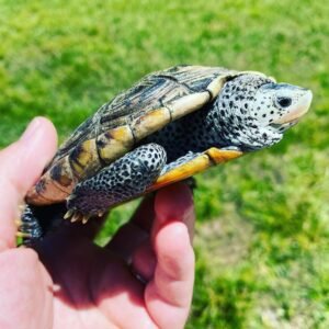 Diamondback Terrapin