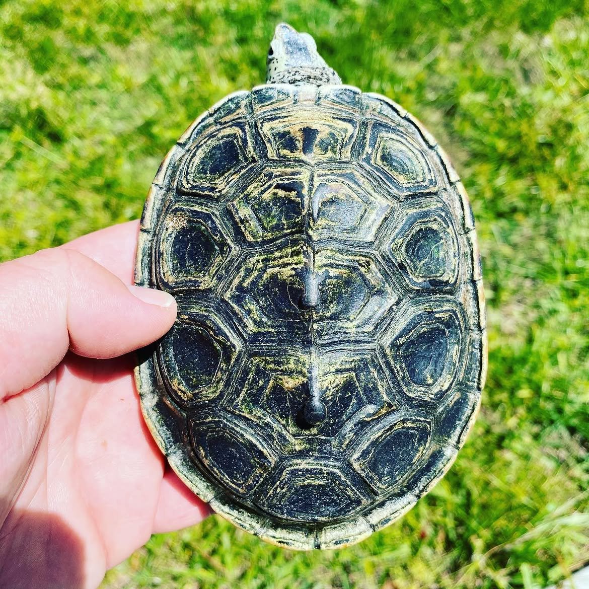 Diamondback Terrapin - Image 2