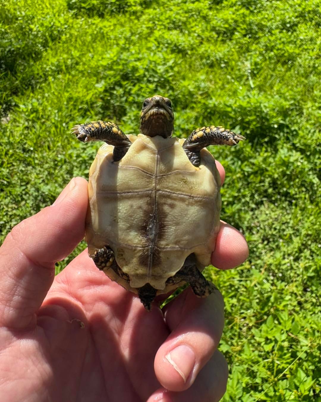 Baby Red-Footed Tortoise - Image 4