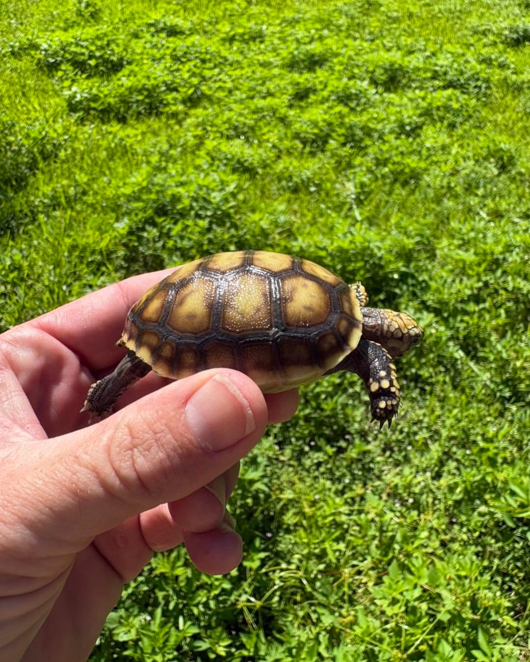 Baby Red-Footed Tortoise - Image 3