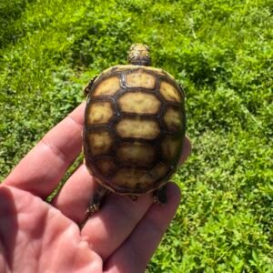 Baby Red-Footed Tortoise