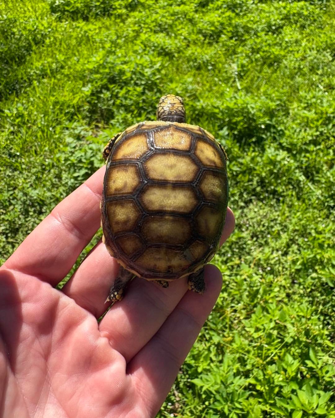 Baby Red-Footed Tortoise