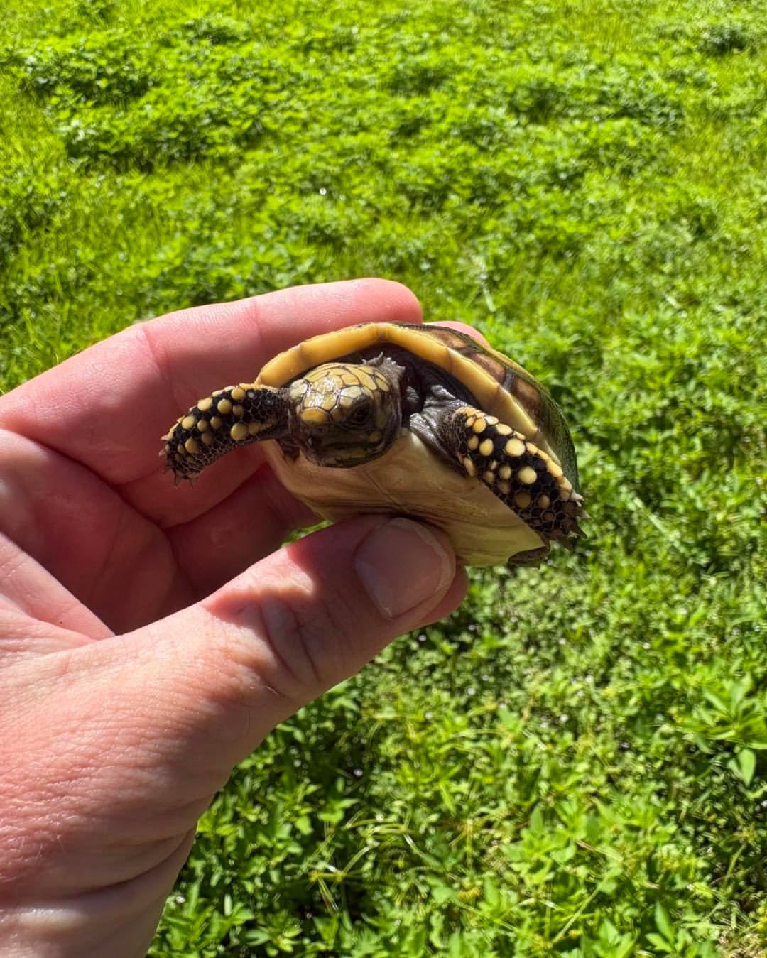 Baby Red-Footed Tortoise - Image 2