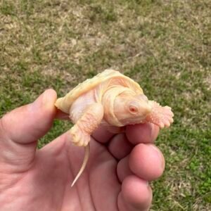 Albino Snapping Turtle