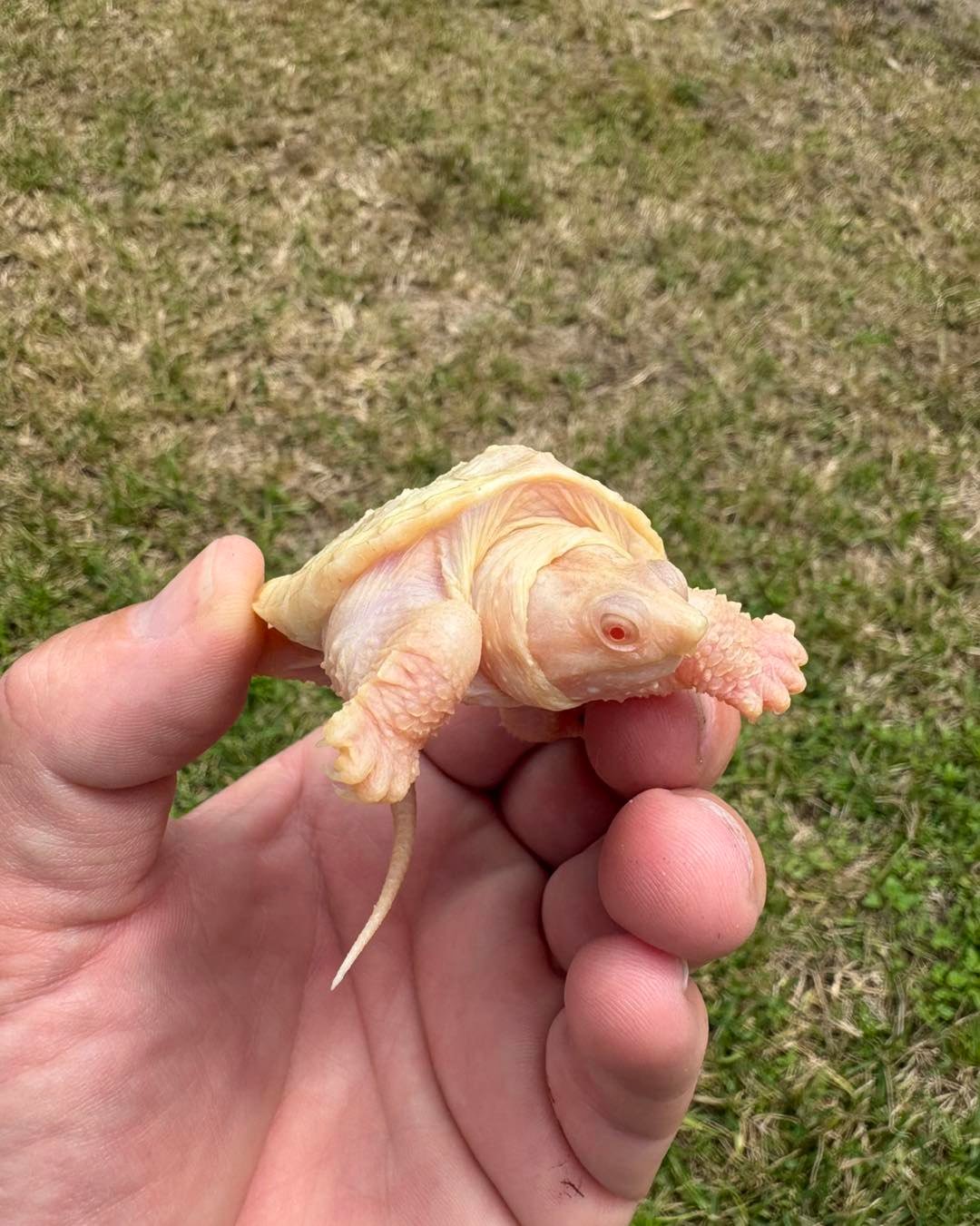 Albino Snapping Turtle