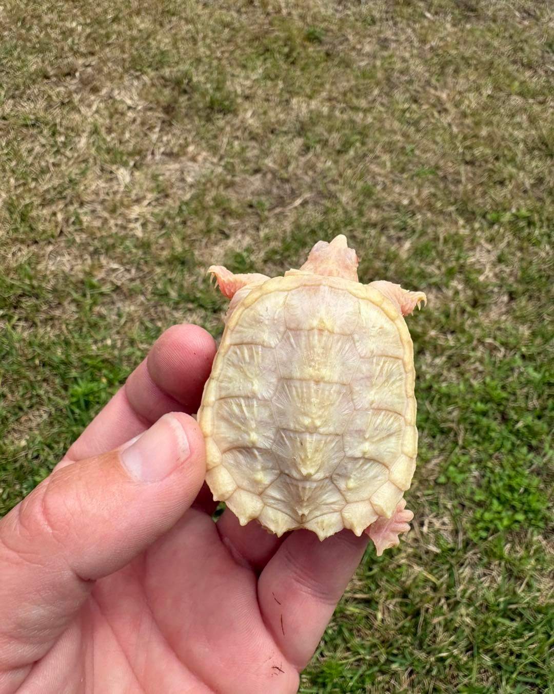 Albino Snapping Turtle - Image 2