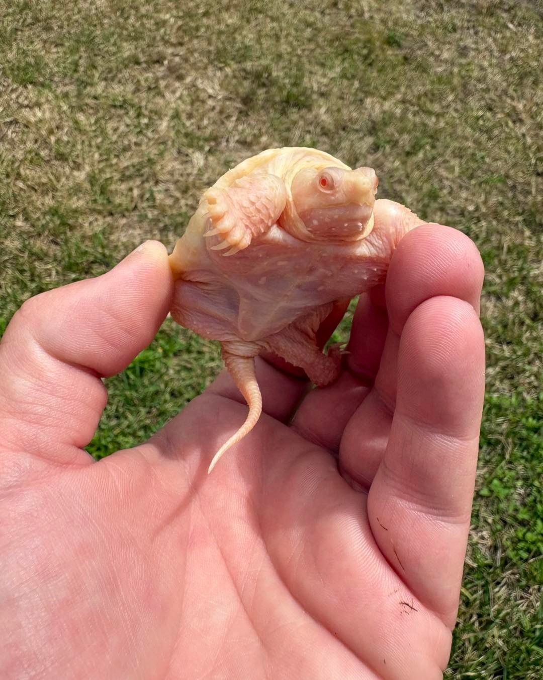 Albino Snapping Turtle - Image 3