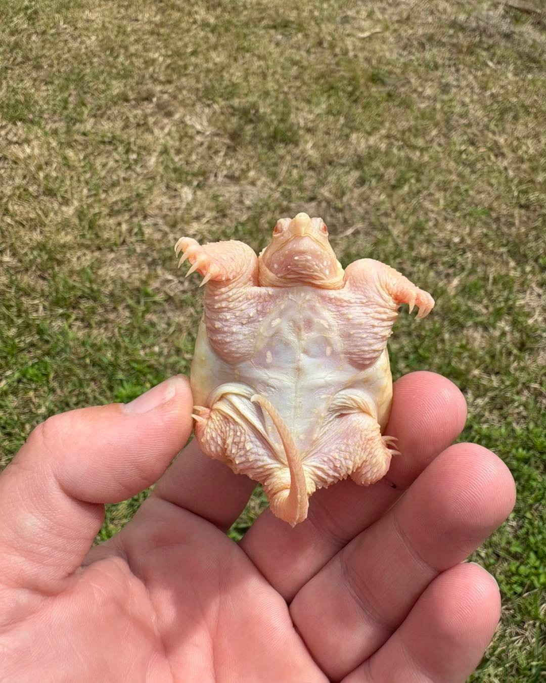 Albino Snapping Turtle - Image 4