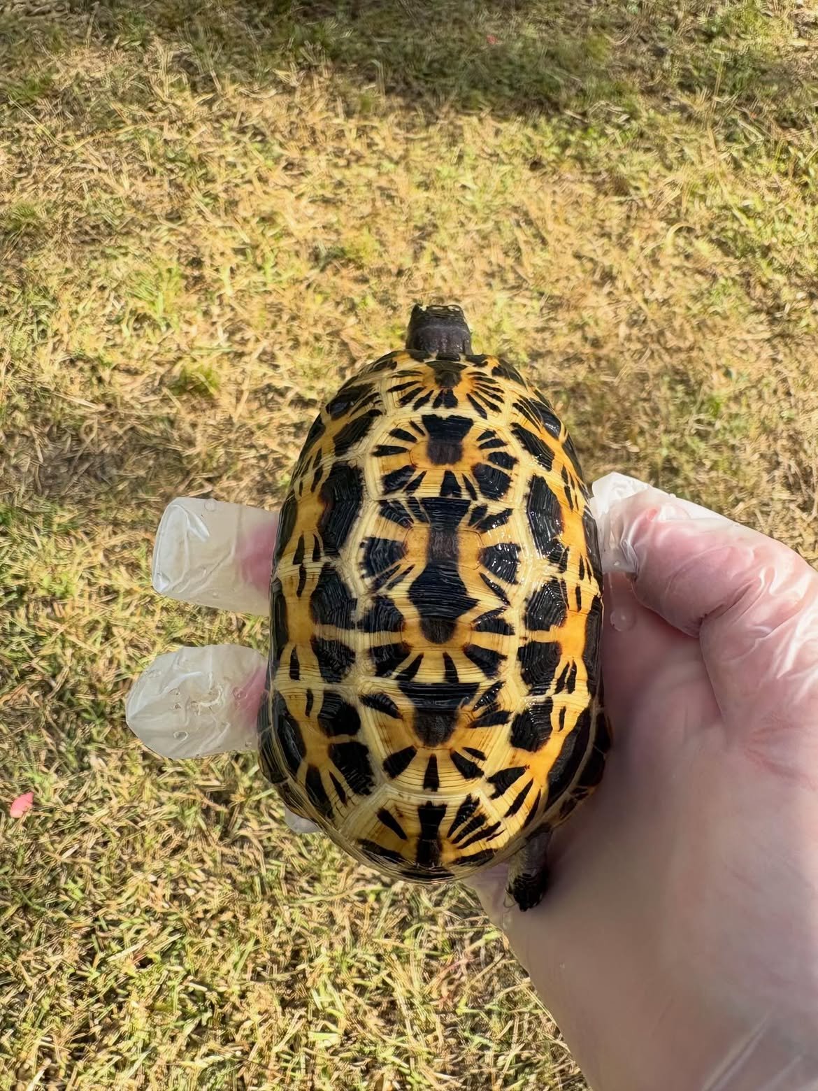 Indian Star Tortoise - Image 6