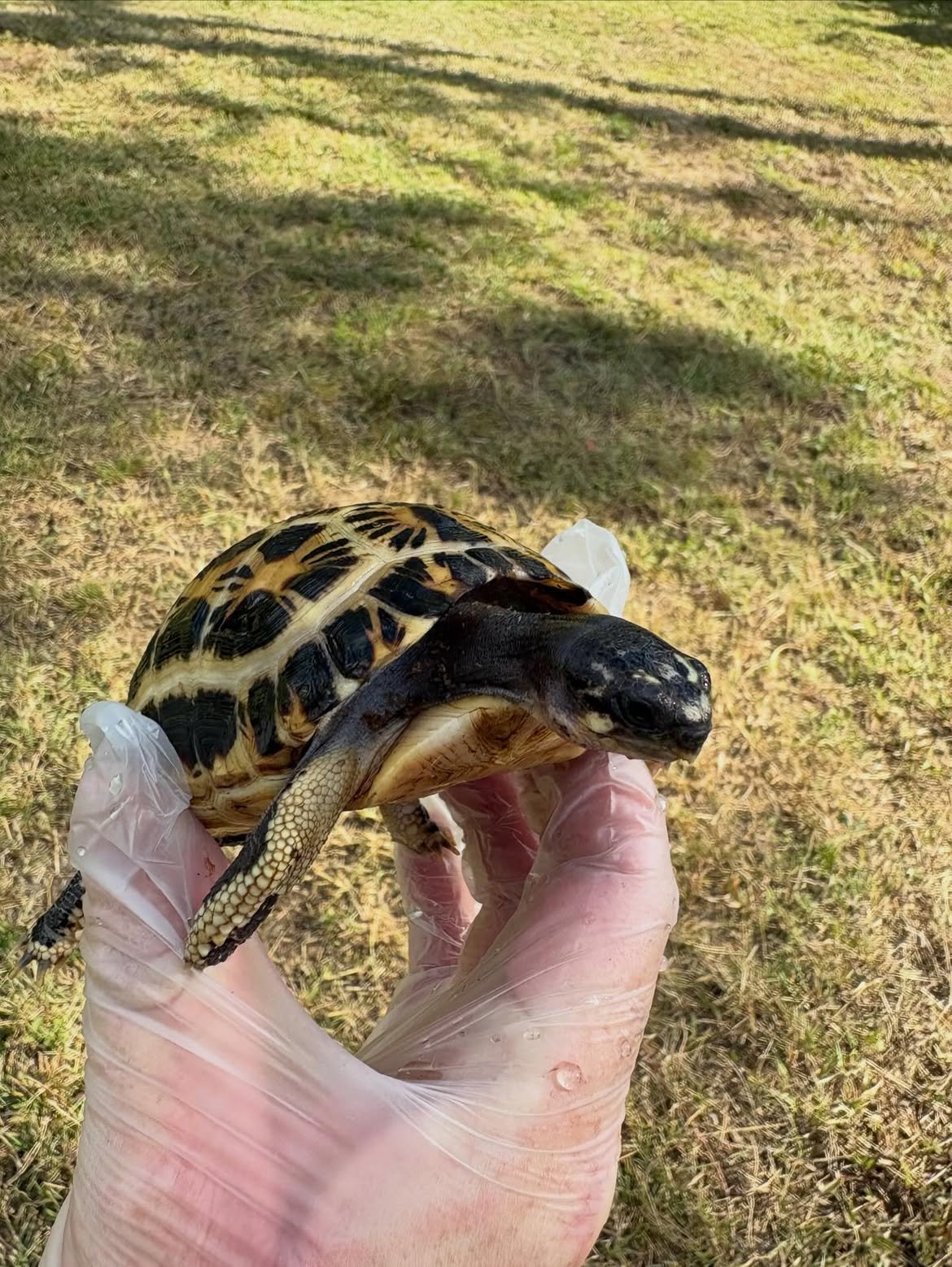 Indian Star Tortoise - Image 5