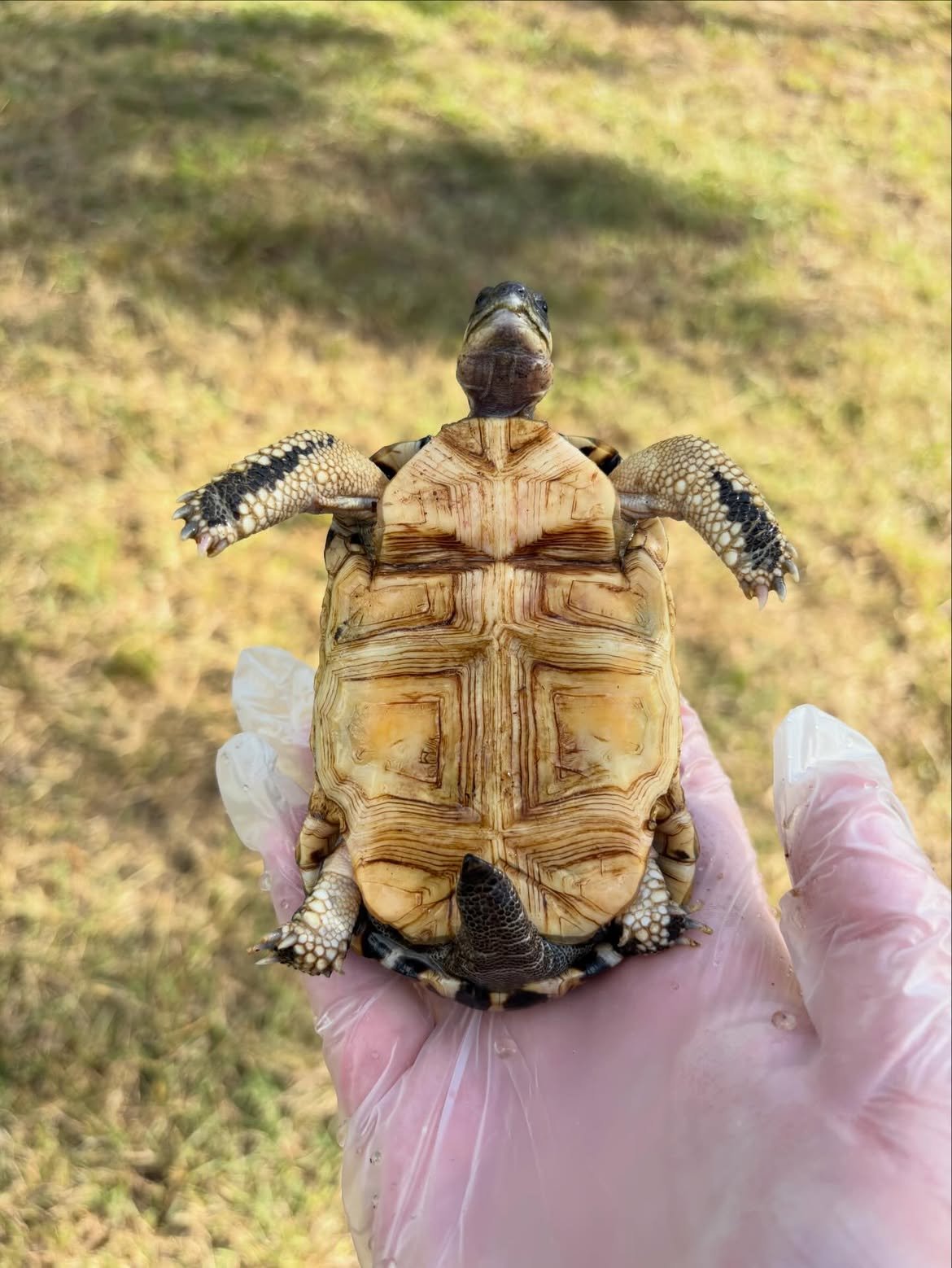 Indian Star Tortoise - Image 4
