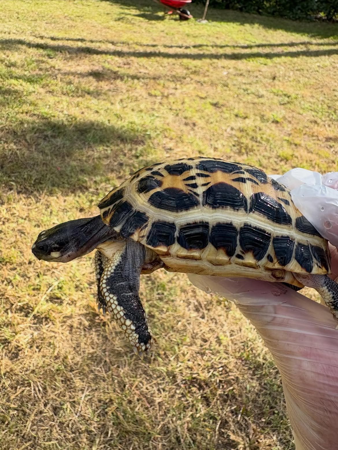 Indian Star Tortoise - Image 3