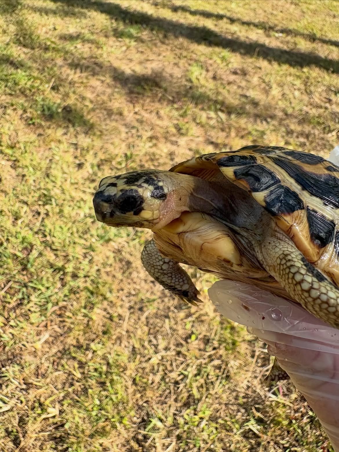 Indian Star Tortoise - Image 2