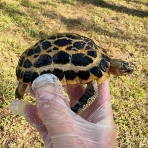Indian Star Tortoise