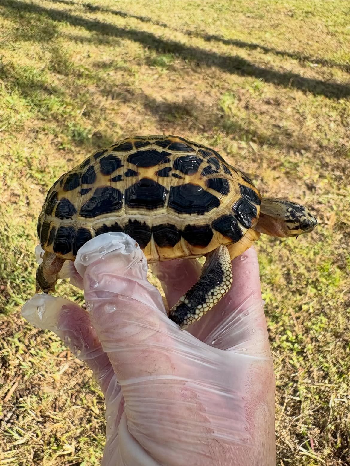 Indian Star Tortoise