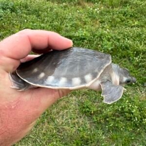 Baby Softshell Turtle