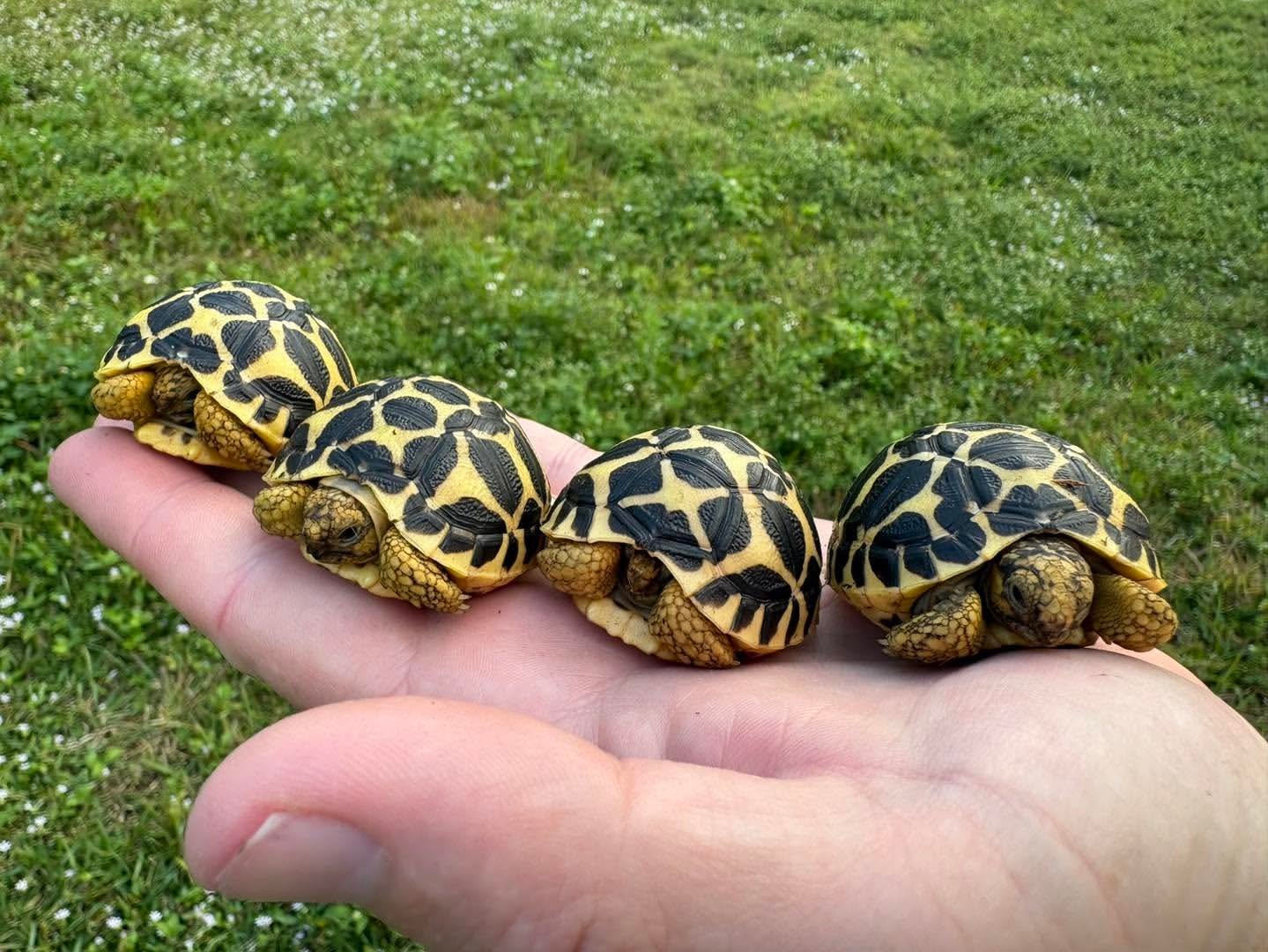 Indian Star Tortoise - Image 4