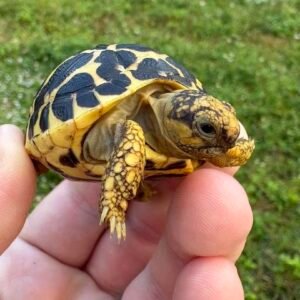 Indian Star Tortoise