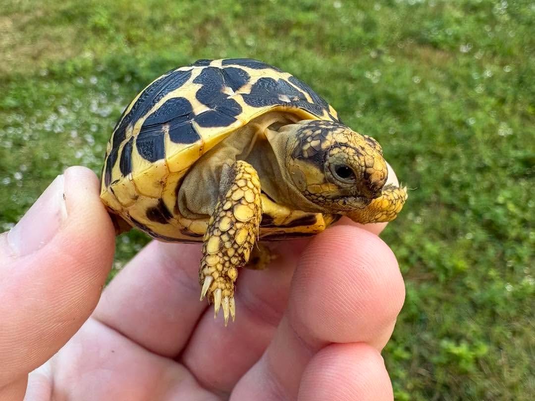 Indian Star Tortoise